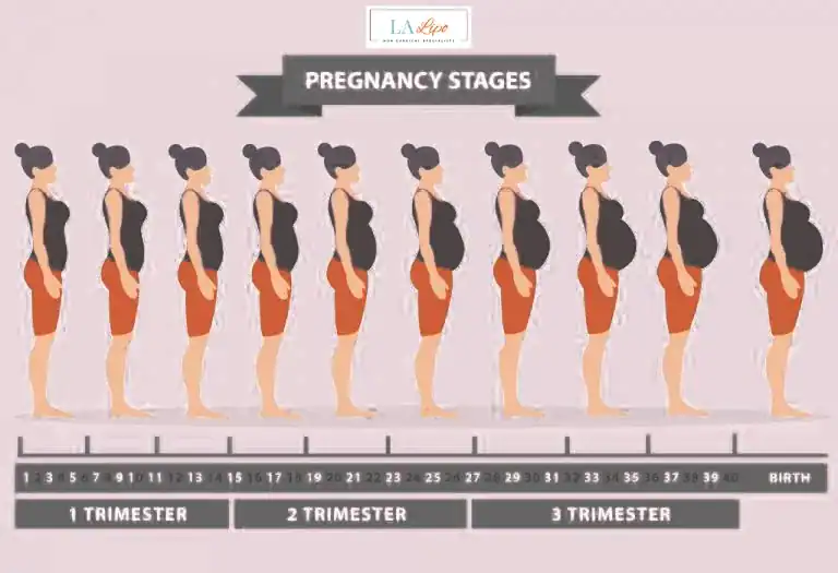 First Trimester (Weeks 1–12): Early Changes You Might Not Notice The Potteries